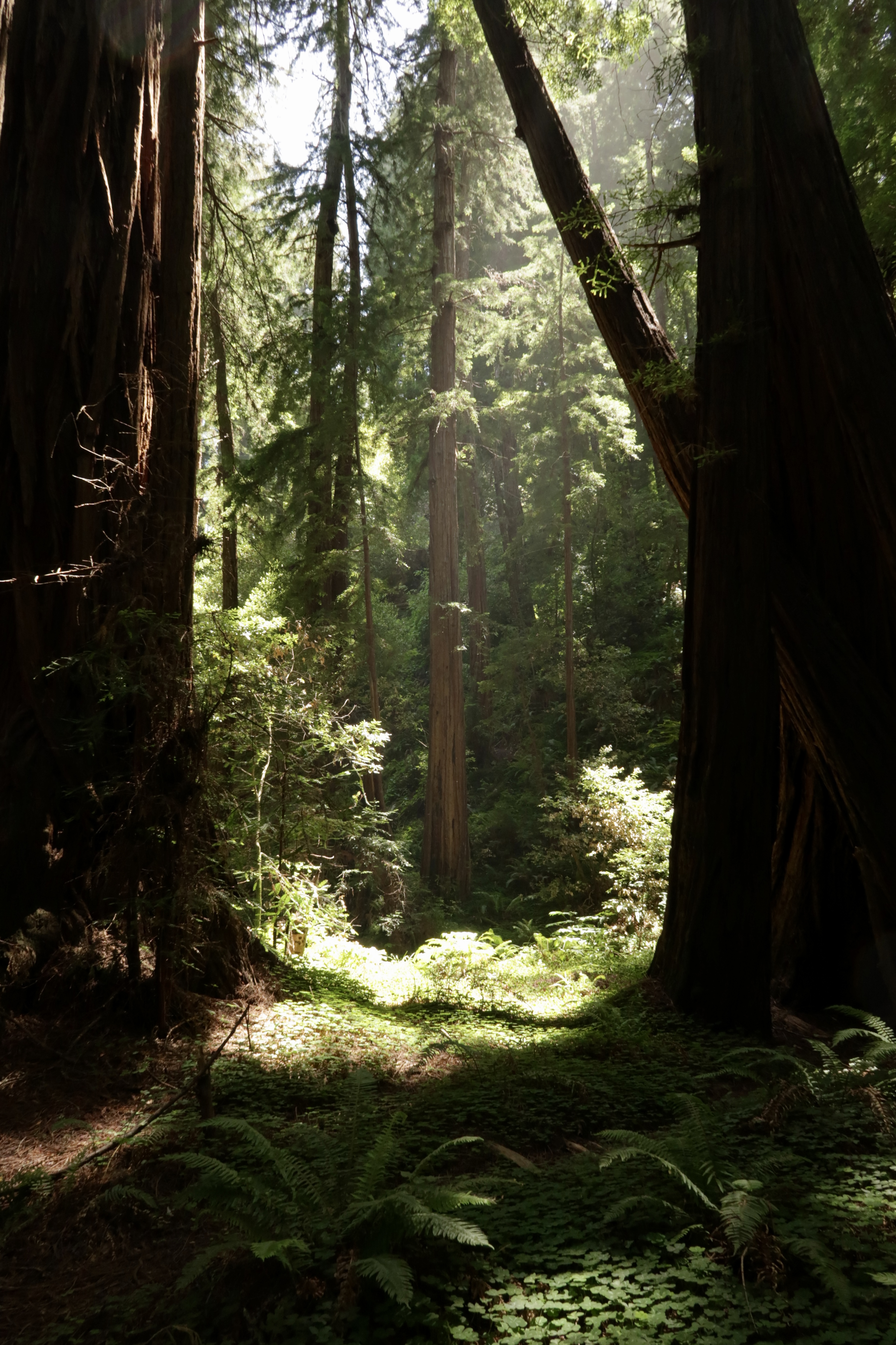 Trees at Muir Woods