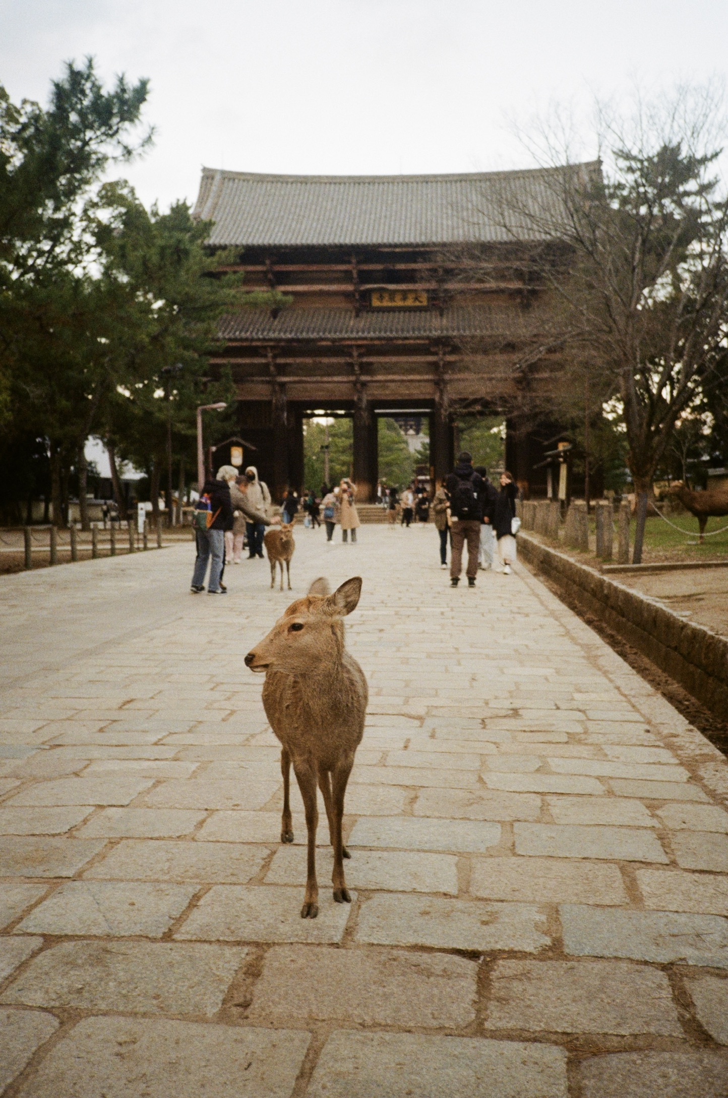Napa Deer